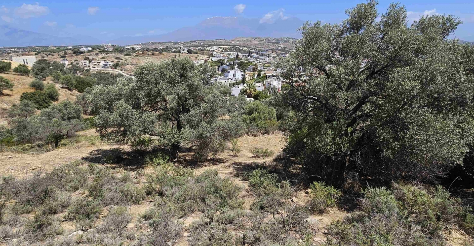 PLOT 2602 m² FOR SALE IN PITSIDIA