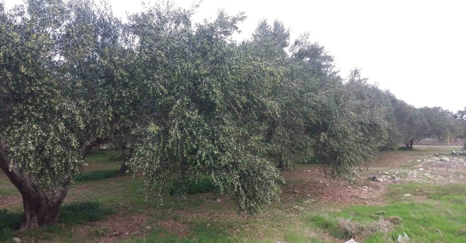 AGRICULTURAL LAND 4.000 m² FOR SALE IN HOUSTOULIANA