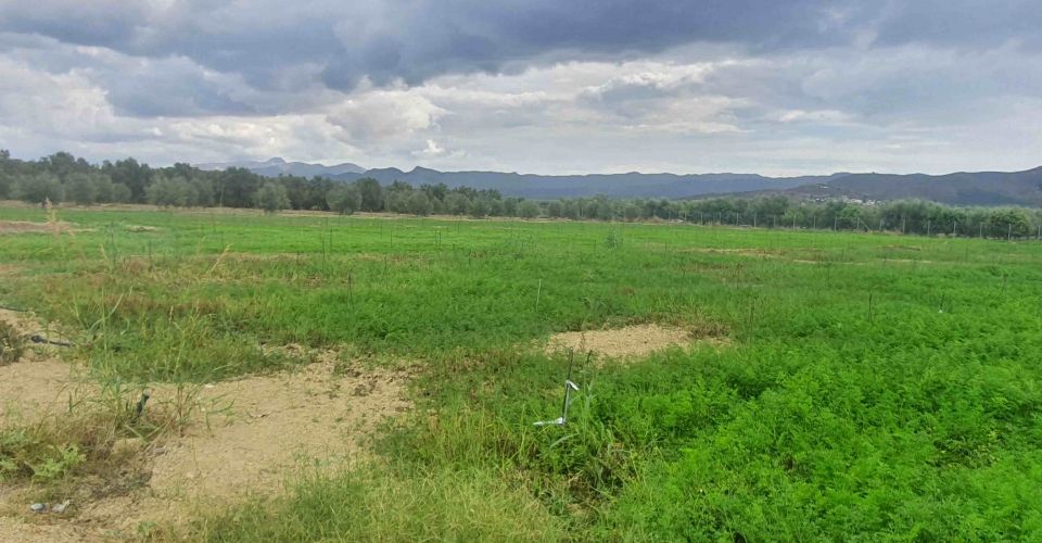AGRICULTURAL LAND PLOT 6.500 m² FOR SALE IN MIRES