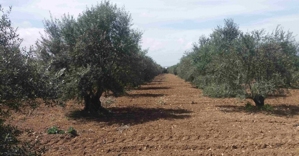 AGRICULTURAL LAND PLOT 15.000 m² FOR SALE IN PERI