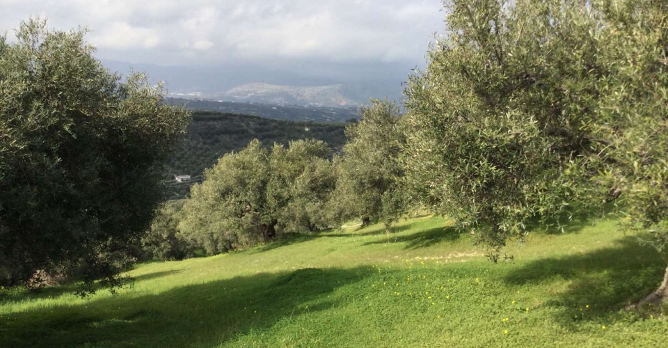 LAND PLOT 4.040 m² FOR SALE IN ATHANATOUS
