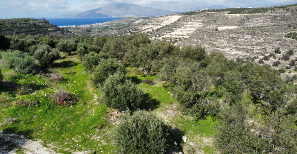 LAND PLOT 2020 m² FOR SALE IN PITSIDIA