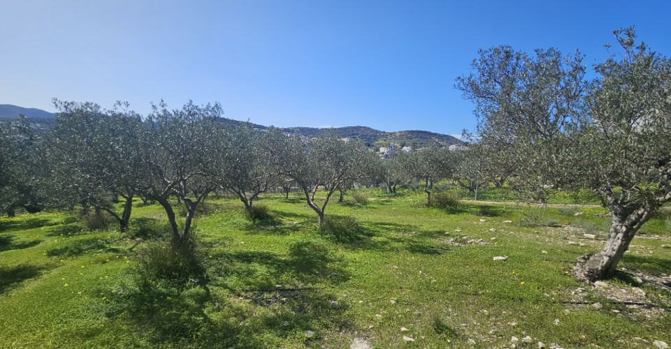 LAND PLOT 2.454 m² FOR SALE IN PITSIDIA