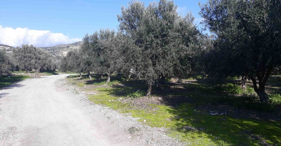 AGRICULTURAL LAND PLOT 12.000 m² FOR SALE IN AMPELOUZOS