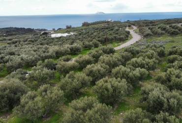 LAND PLOT 5300 m² FOR SALE IN PITSIDIA 