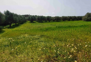 TWO AGRICULTURAL LAND PLOTS 6.700 m² FOR SALE IN AGIOS IOANNIS