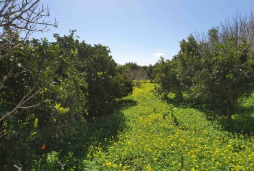 AGRICULTURAL LAND OF 2.000 m² FOR SALE IN TIMBAKI (AFRATHIA) (SOLD)